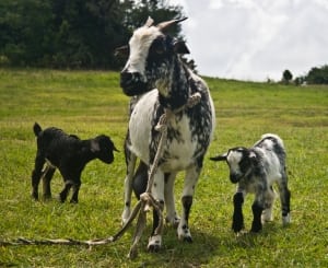 Goat and Kids