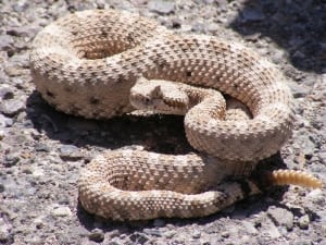 1280px-Crotalus_cerastes_mesquite_springs_CA