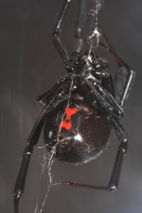 Black Widow making web