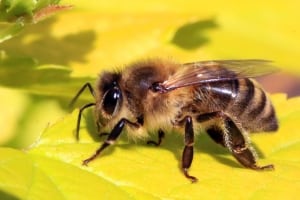 Honey bee (Apis mellifera)