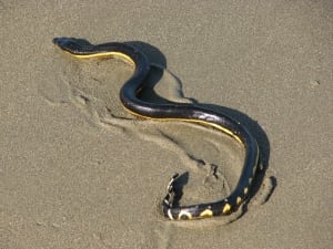 Pelamis_Platurus_Costa_Rica