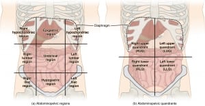 abdominal quadrant regions