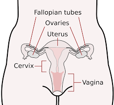 diagram of women's reproductive system