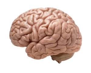 human brain