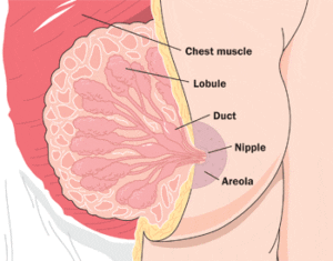 diagram of breast structure